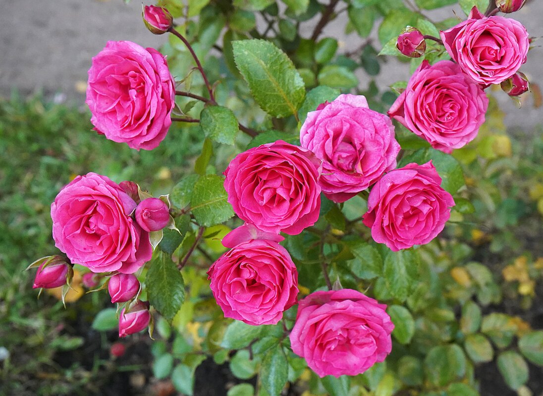 Октябрьские - Татьяна Тюменка