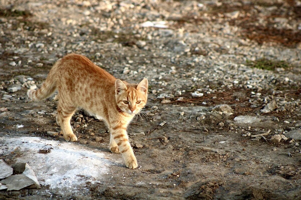 Котик - Виктория 