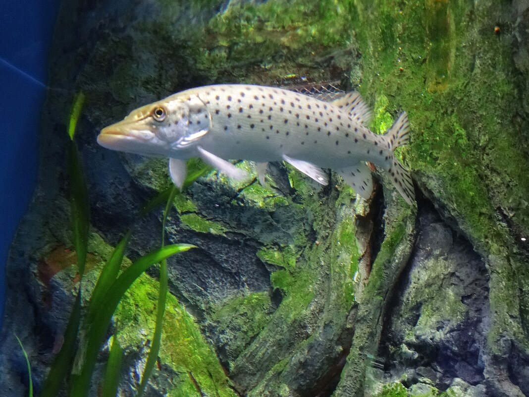 Щука амурская - Лидия Бусурина