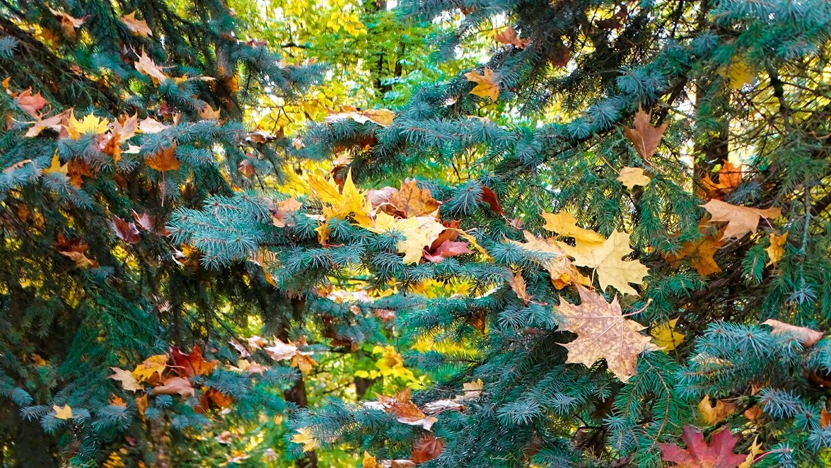 Осеннее украшение ели. - Милешкин Владимир Алексеевич Осеннее украшение ели. - Милешкин Владимир Алексеевич