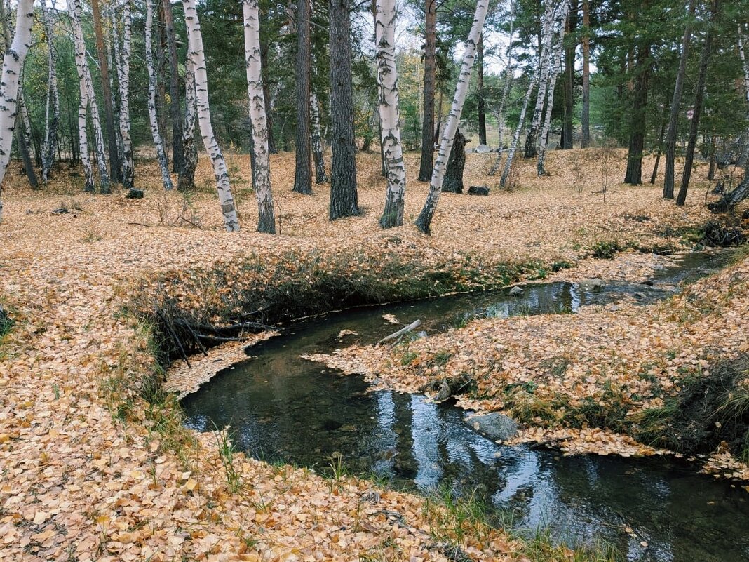 Осень в лесу - Георгиевич 
