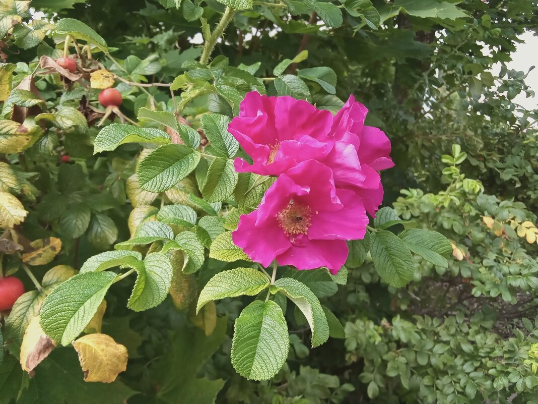 Цветы  августа - 3 - Фотогруппа Весна