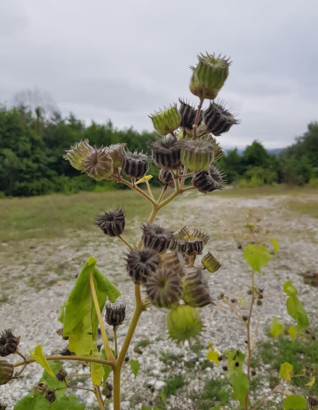 На границе с Абхазией - Tata Wolf