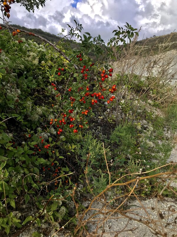 Горный шиповник - Любовь Горный шиповник - Любовь