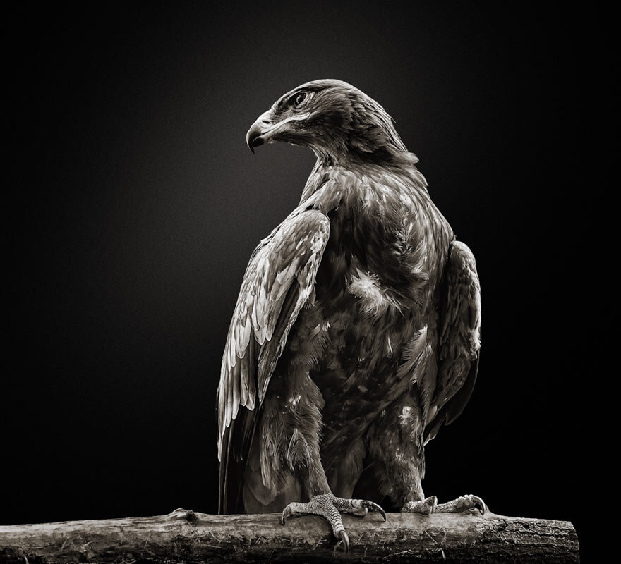 Коршун - SanSan 