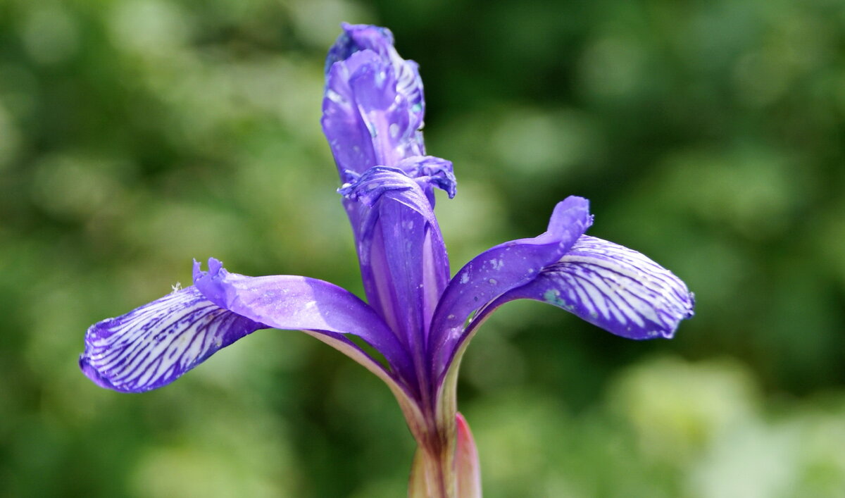 Ирис лесной. - сергей ермошкин