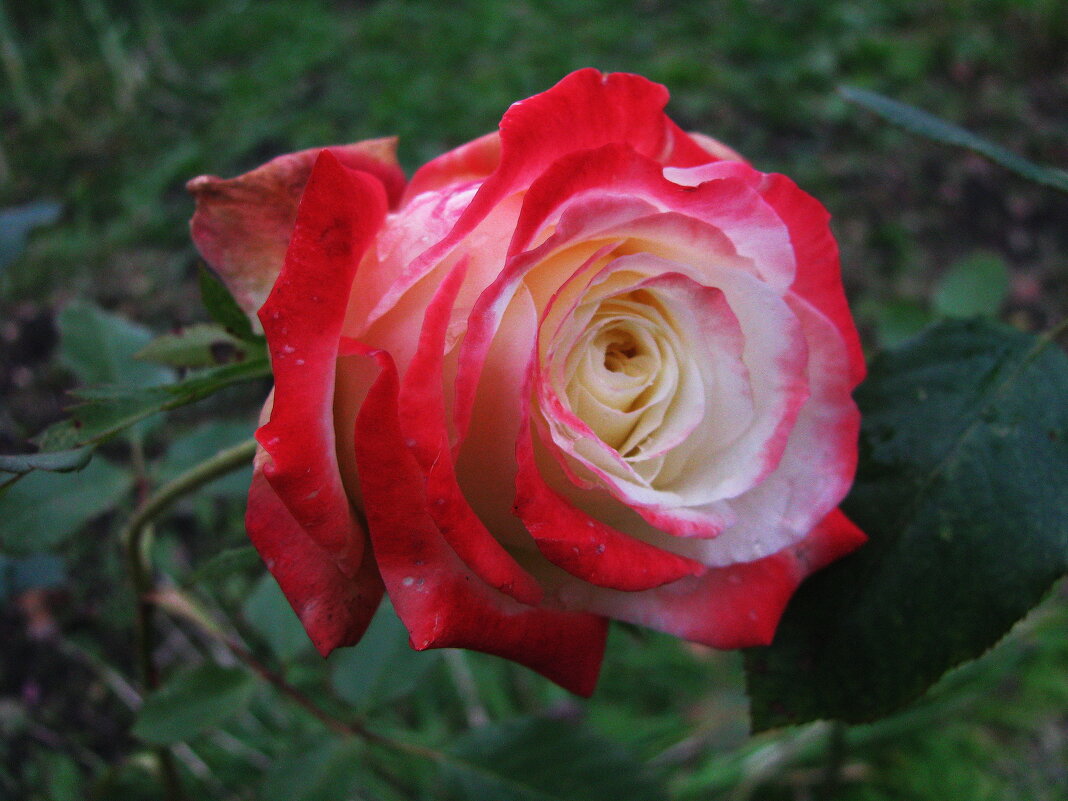 Осенняя красавица - Людмила Смородинская