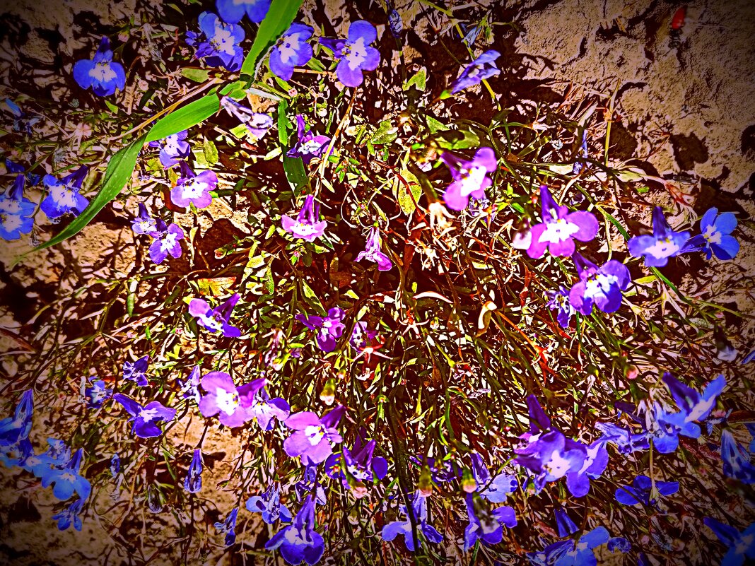 Цветы. - Владимир Драгунский