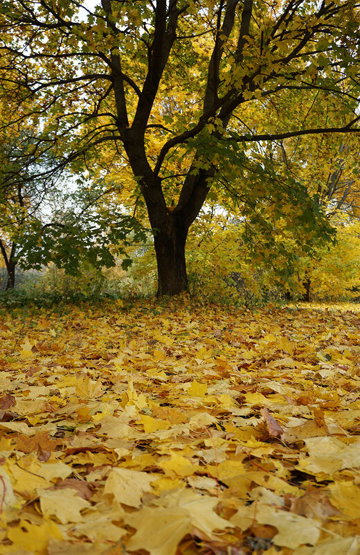 Все оттенки желтого - Лариса Корж Все оттенки желтого - Лариса Корж