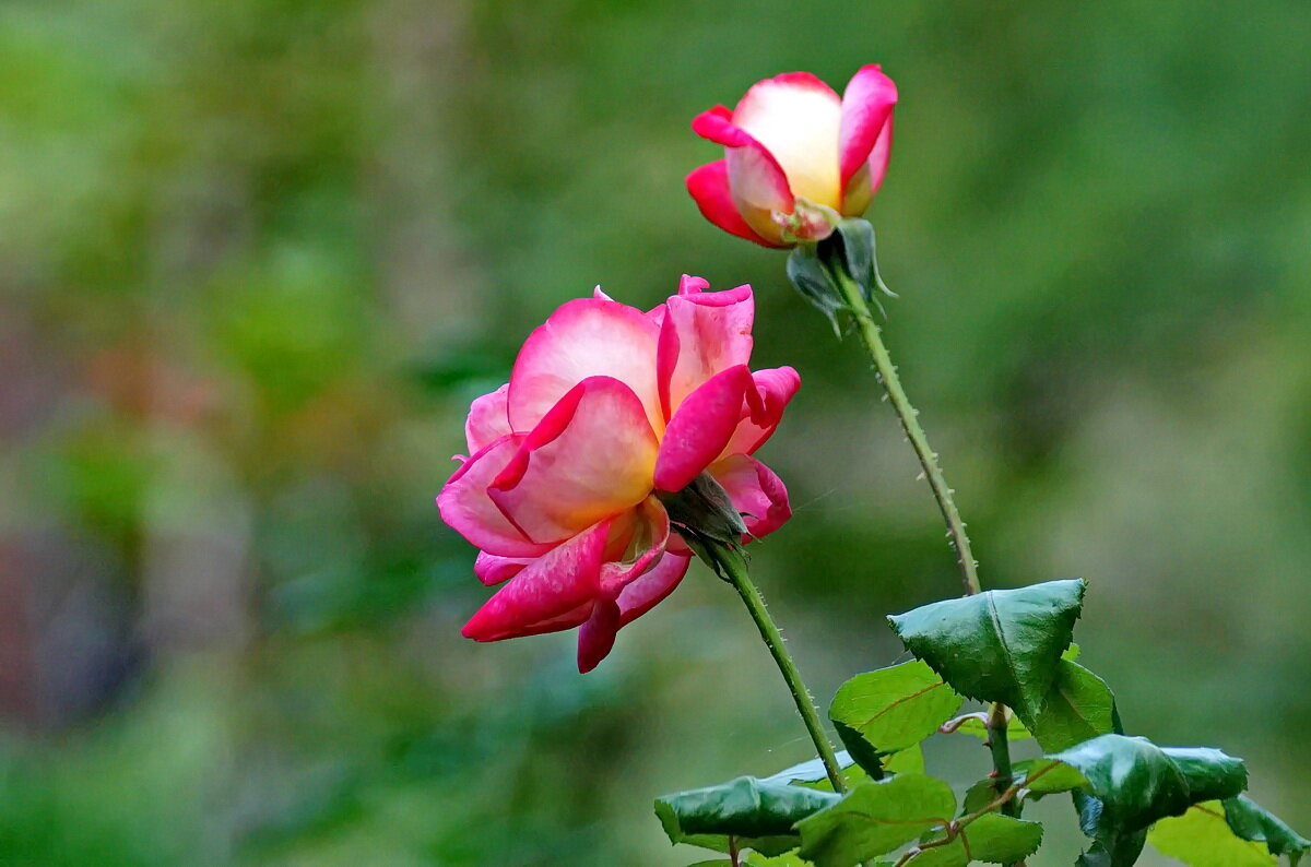 Цветок Осени... - Николай Саржанов
