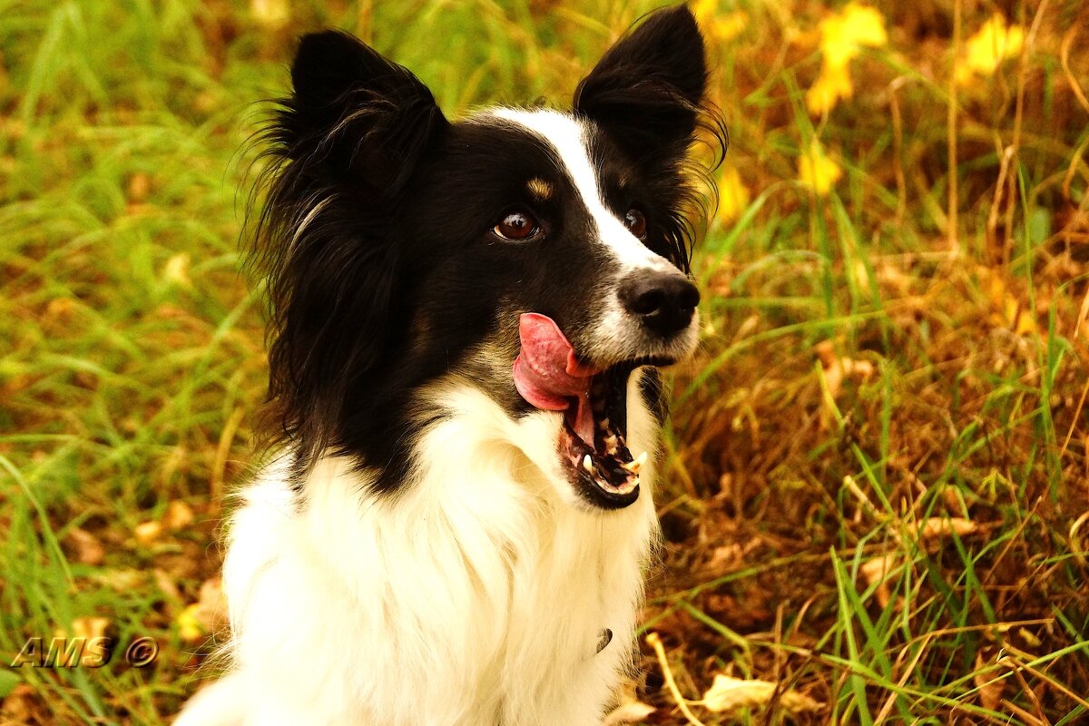 Сарочка - kolyeretka 