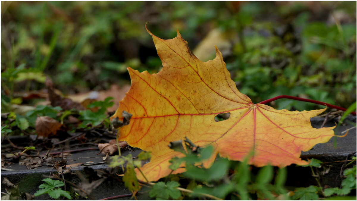 Поздняя осень. Грачи улетели, Лес обнажился, поля опустели, Читайте на Правмире: https://www.pravmir - "The Natural World" Александер