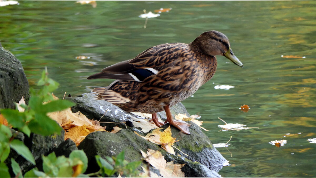 Нивы сжаты, рощи голы, От воды туман и сырость. - "The Natural World" Александер