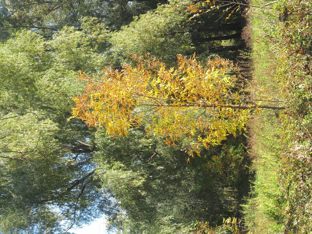 октябрь - Елена Шаламова