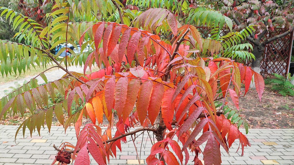 ,,, - Сергей Тимоновский