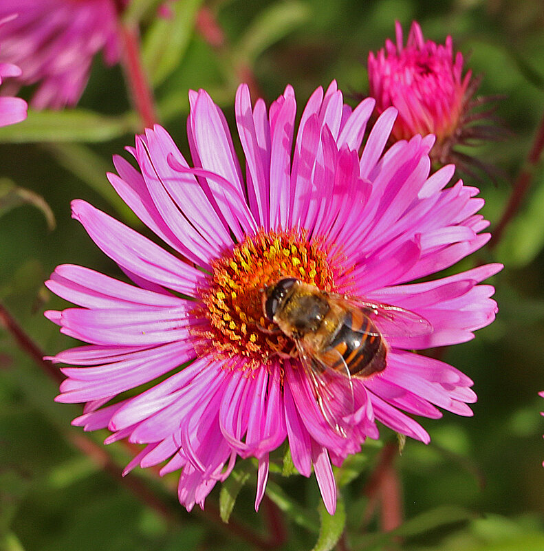 Трудяга на сентябринке - Светлана 