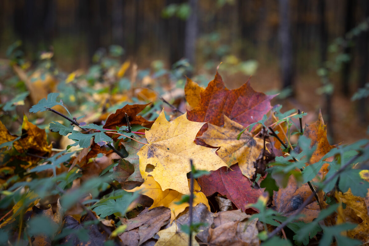 Осень - Олег Дорошенко