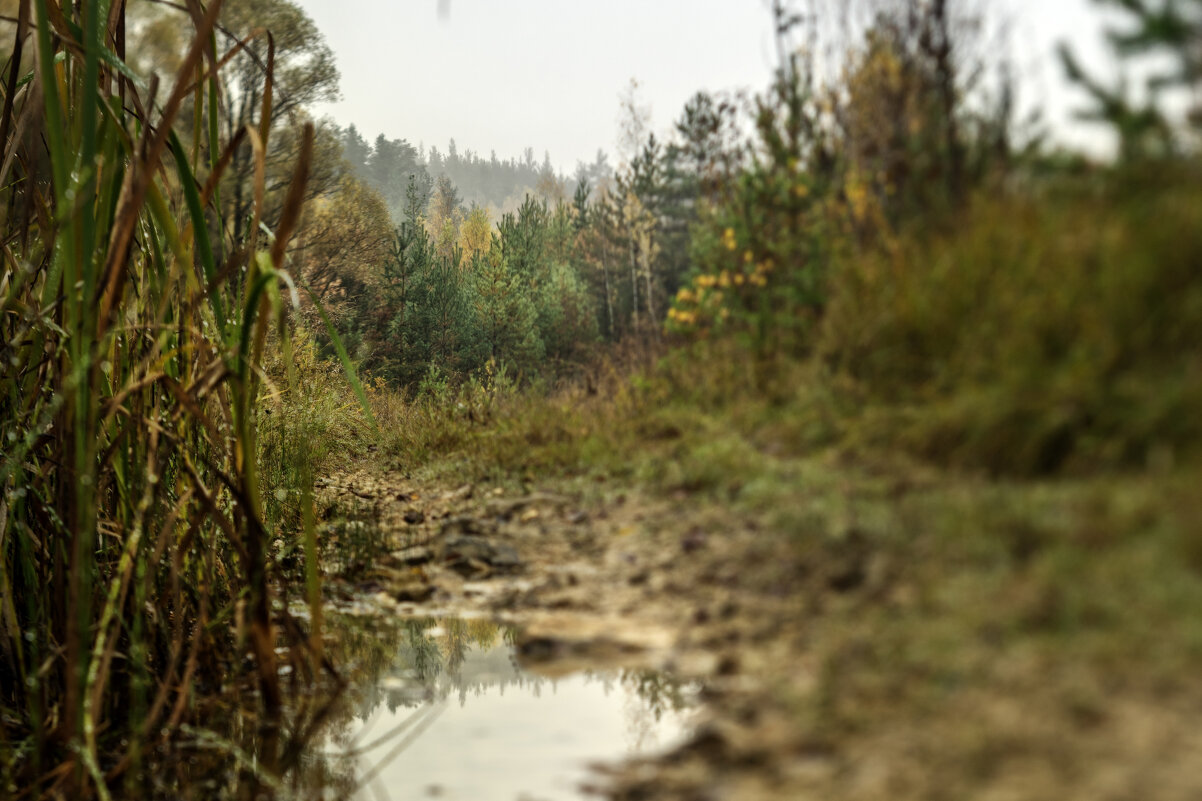 Зеркала дорог лесных - sorovey Sol