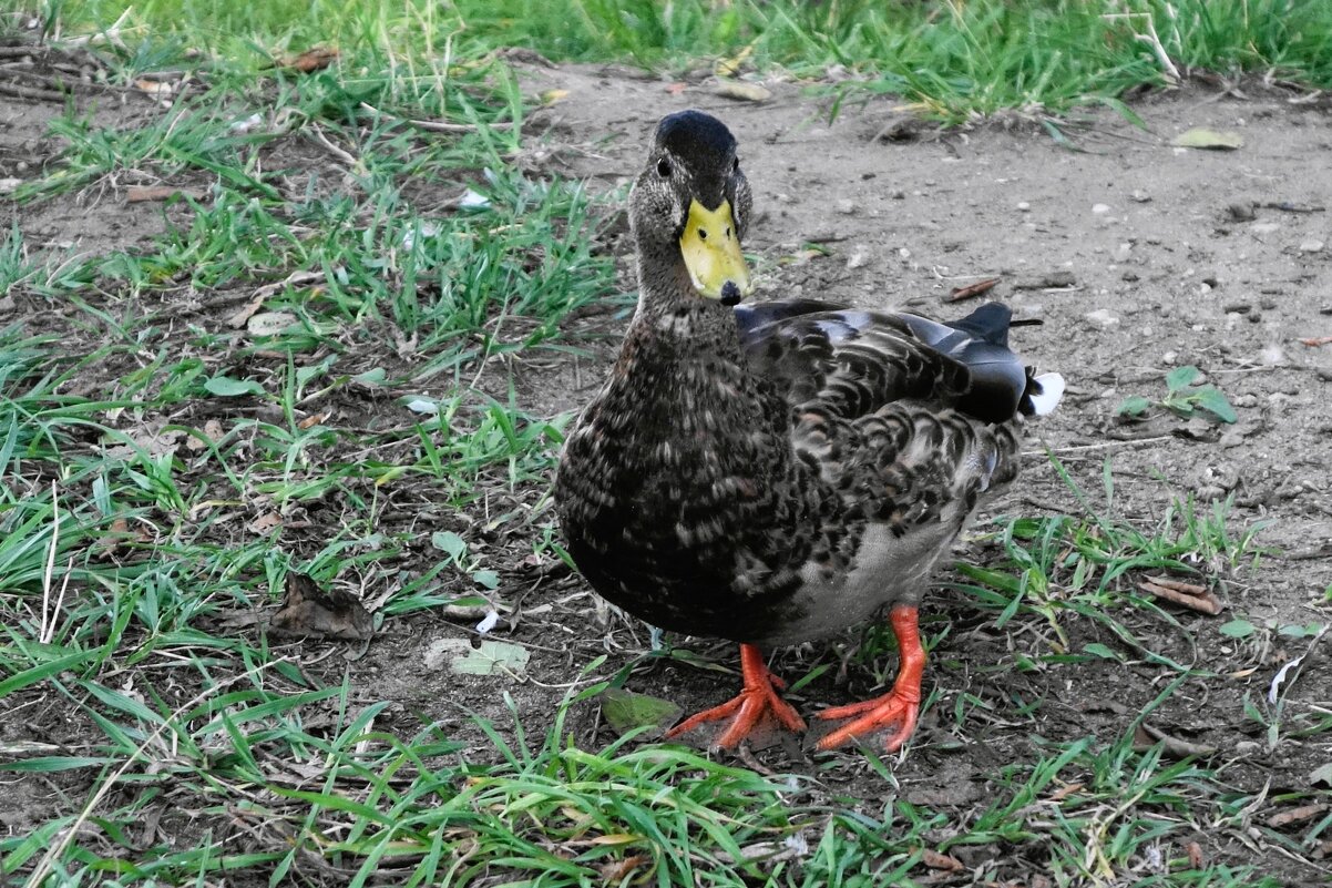 Кряква - Рита Симонова