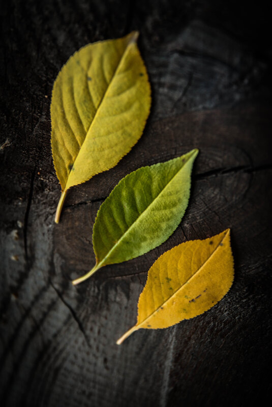 *** - Евгения Каравашкина *** - Евгения Каравашкина