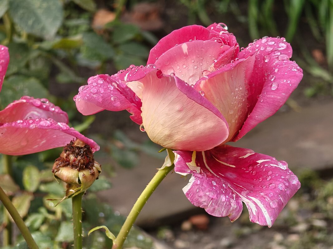 Роза - Валерий Ткаченко Роза - Валерий Ткаченко