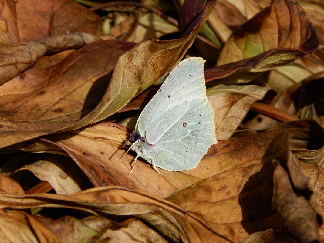 Осенний этюд - Александр Ковальчук