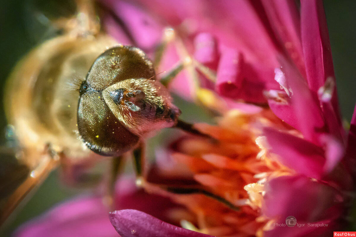 Пчеловидка и её последний осенний нектар - Игорь Сарапулов