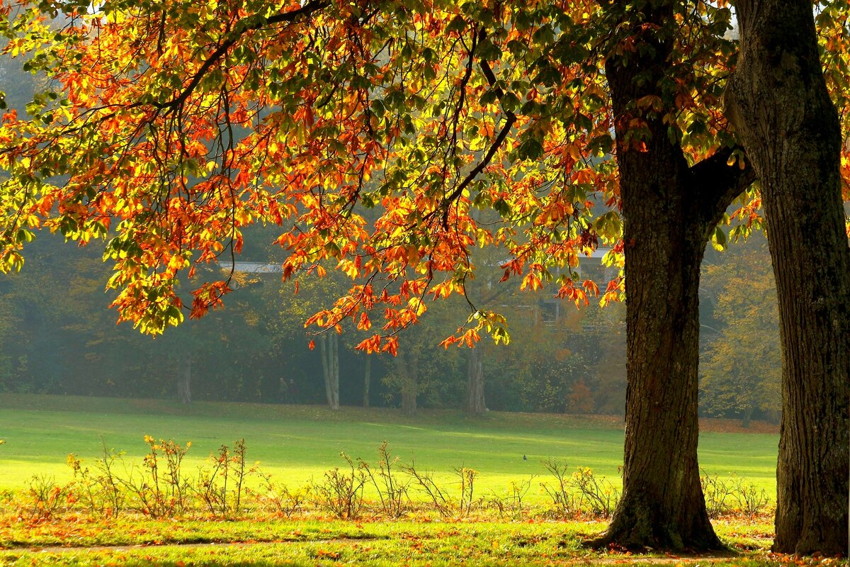 День осени - Юрий. Шмаков