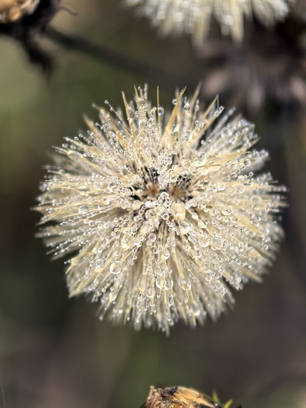 роса - Владимир 