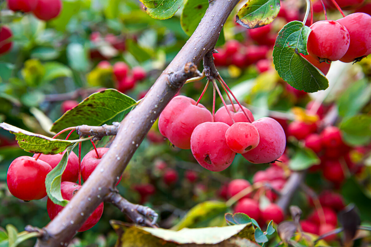 Конец лета. - Lucy Schneider 