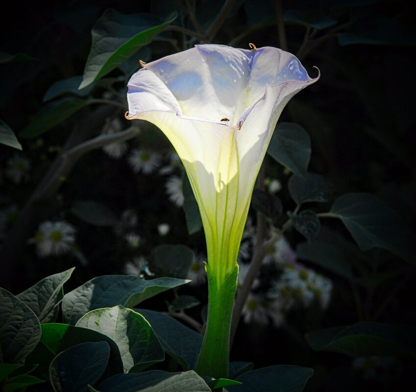 Октябрьский фонарик. - Владимир 