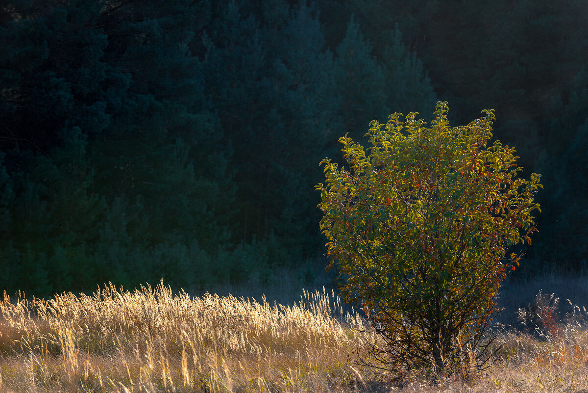 Куст... - Влад Никишин