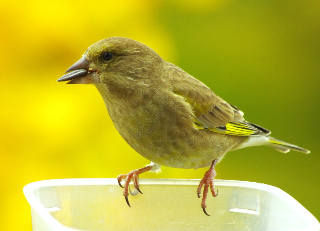 Зеленушка... - Юрий Куликов