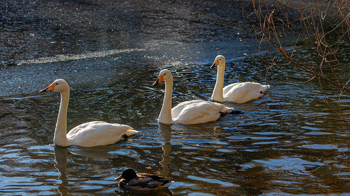 Лебеди. - Виктор Шпаков