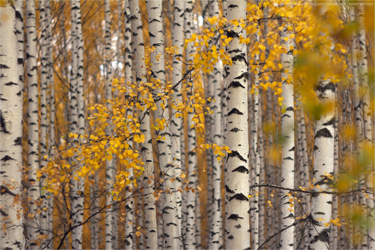 Берёзовая роща в раннее утро - Анастасия Северюхина