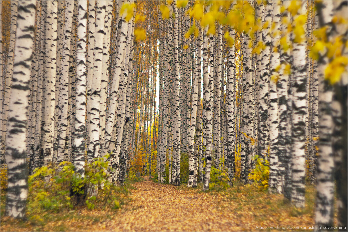 Берёзовая роща - Анастасия Северюхина