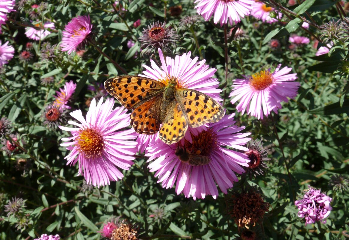 Перламутровка на астрах - Елена Елена