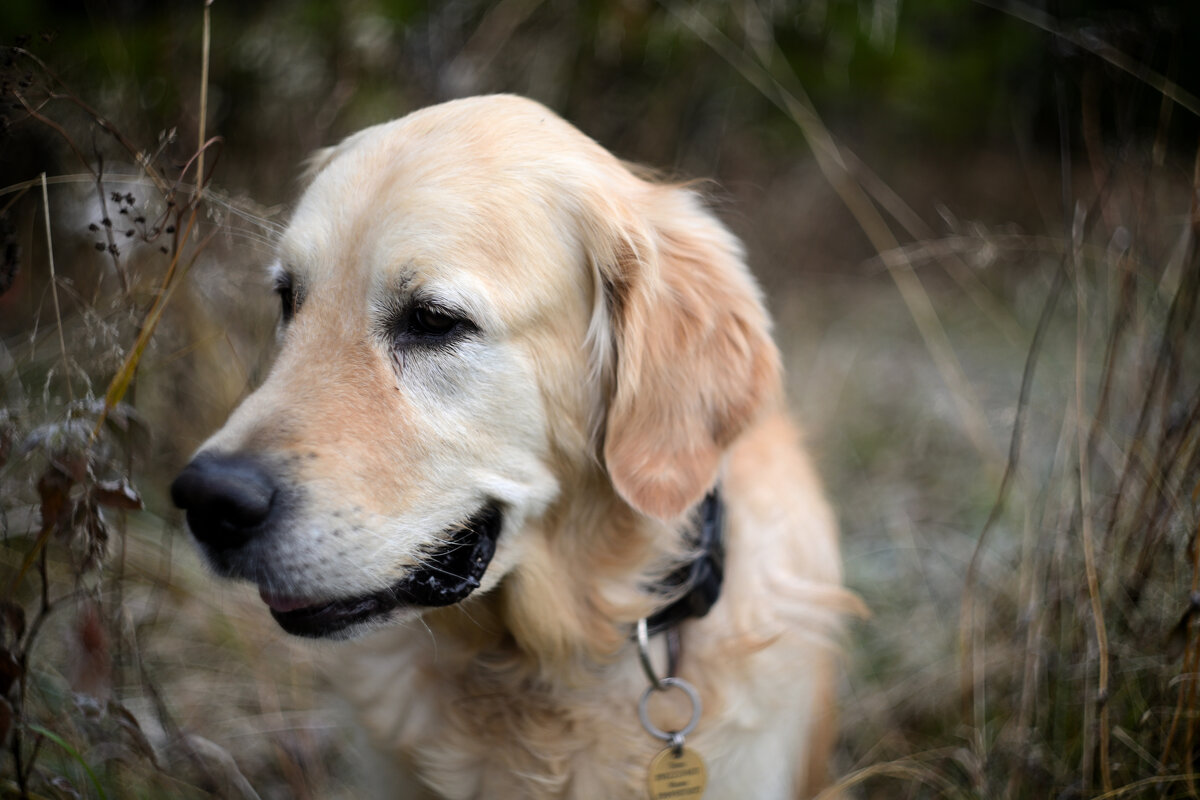 Назар - Олег Каразанов