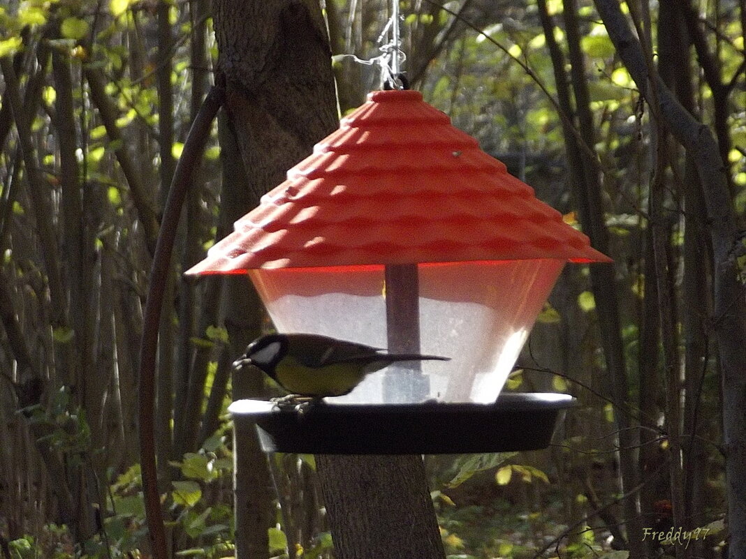 У кормушки... - Freddy 97