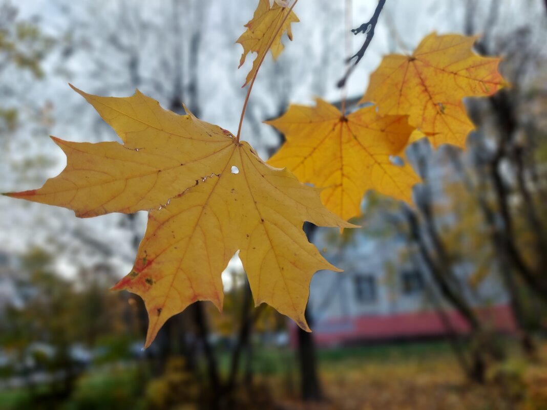 "отрывной календарь осени" - Артём 