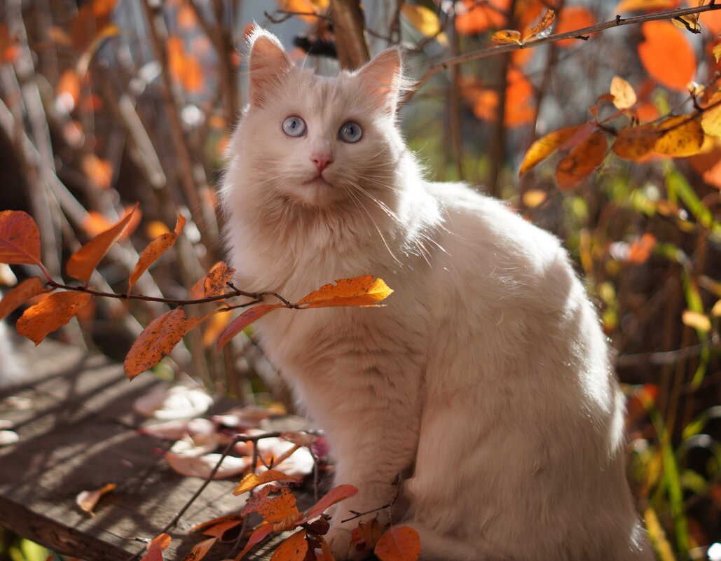 Кото-фотосессия - Сергей Ц