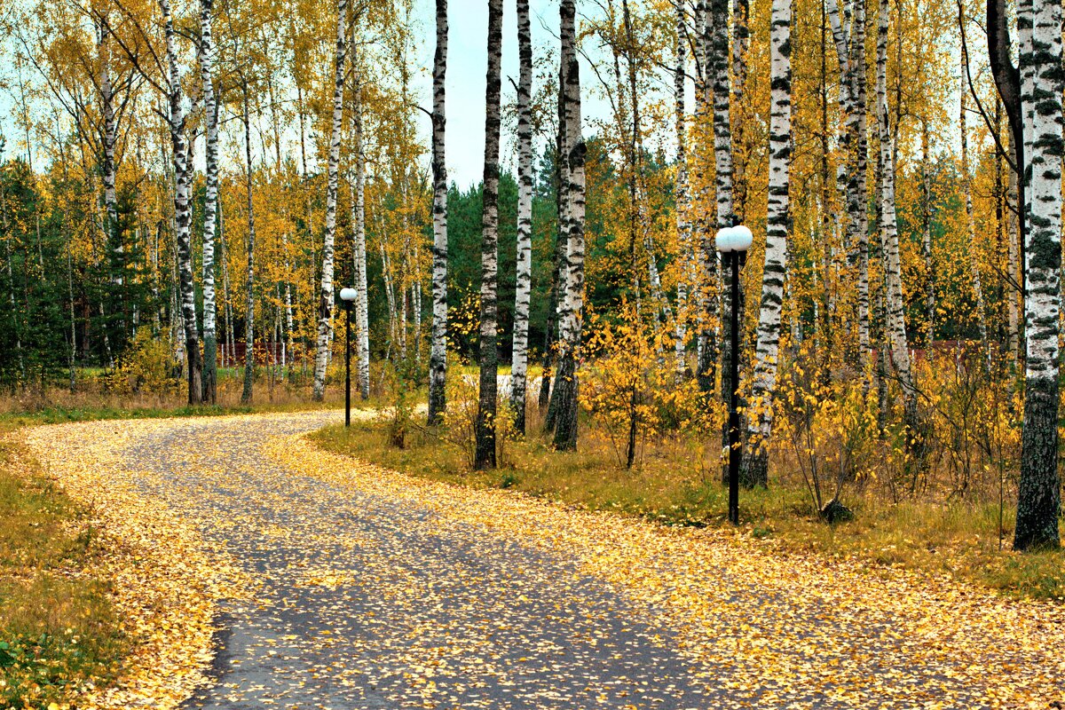 Осенняя дорога - Александр 
