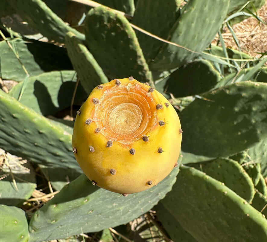 Кактус в природе - Александр Деревяшкин Кактус в природе - Александр Деревяшкин