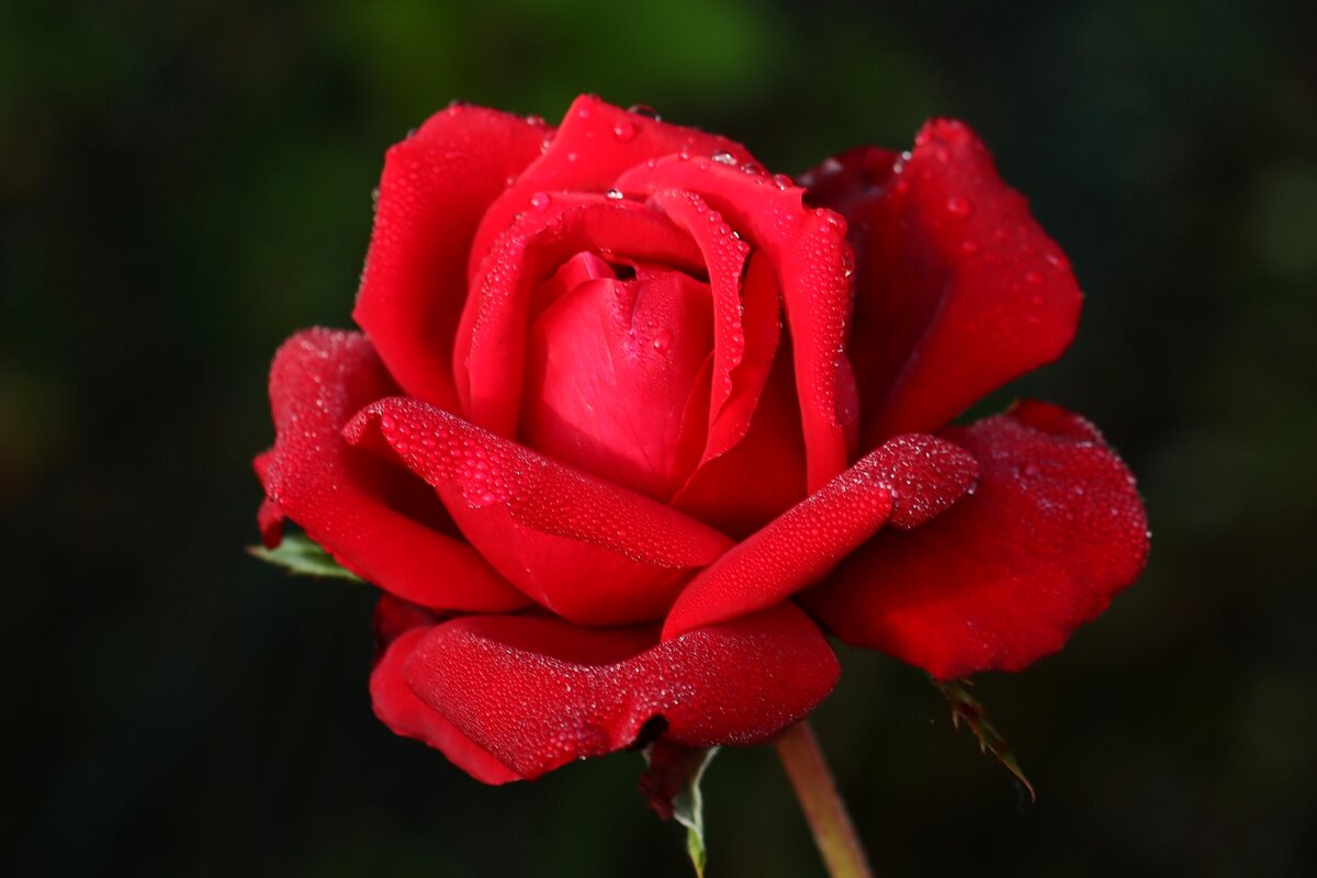 Роза октября - Юрий. Шмаков