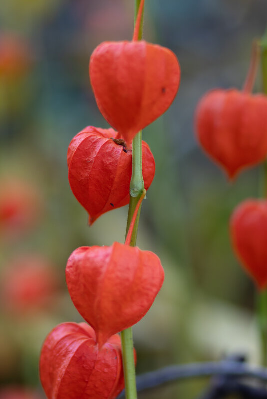 Краски золотой осени. Физалис - villy 