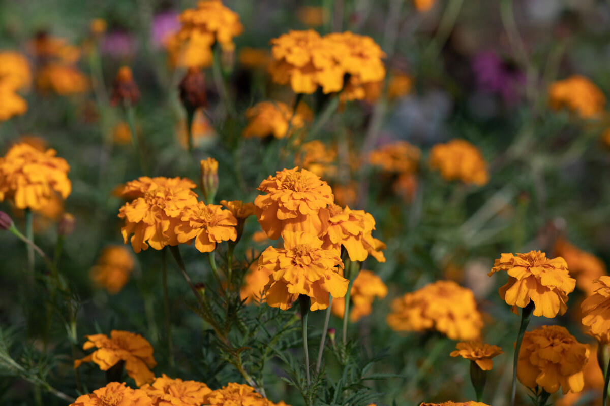 Краски золотой осени. Бархатцы - villy 