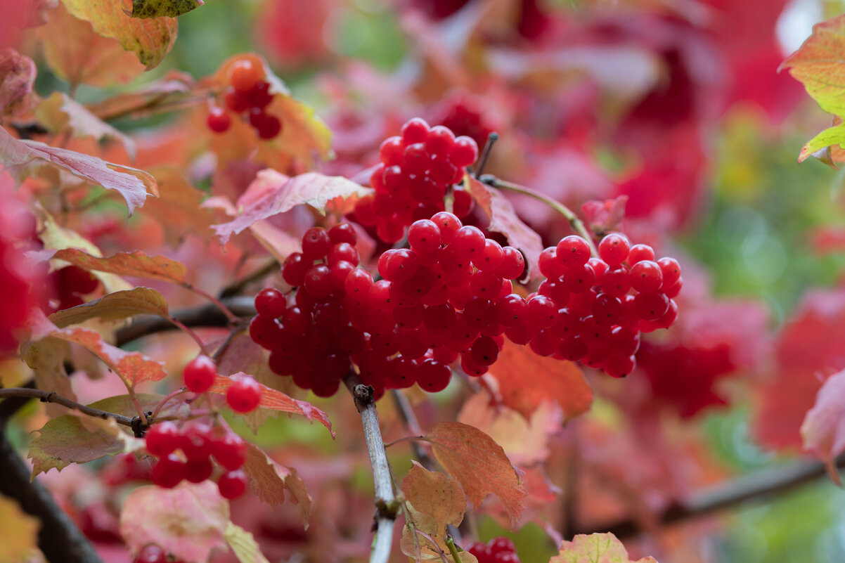 Краски золотой осени. Калина - villy Краски золотой осени. Калина - villy