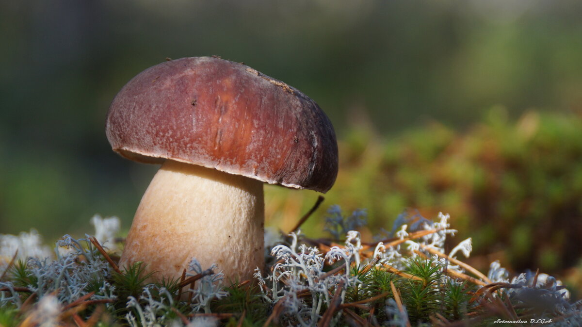 боровик - Ольга Cоломатина