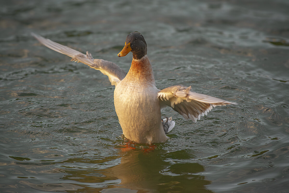 Утренняя зарядка - Игорь Протасов