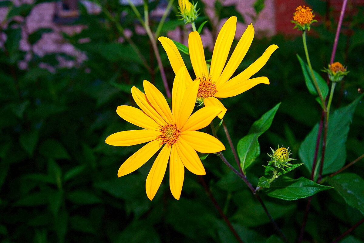 Городские цветы... Летнее настроение...)) 2 - Игорь Тельцов